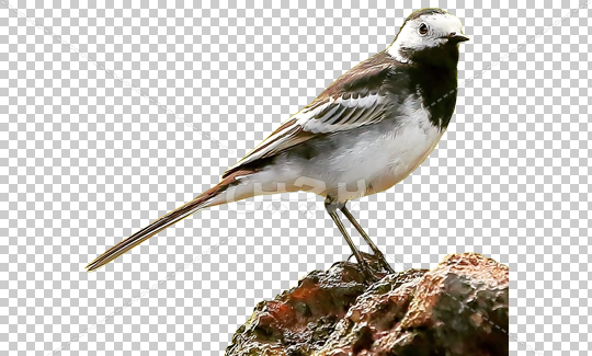 عکس png پرنده