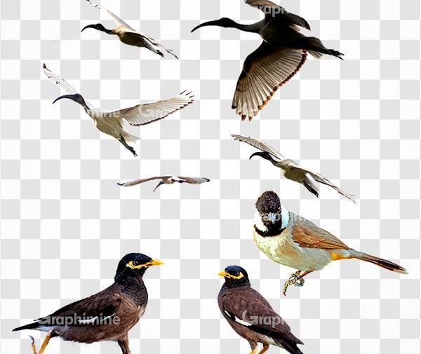 عکس png پرنده