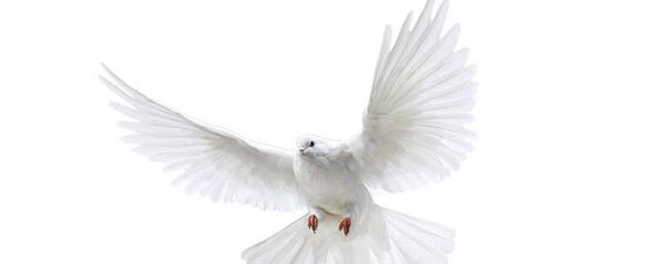عکس png پرنده