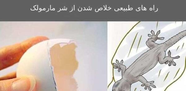 عکس و تصویر فضله مارمولک