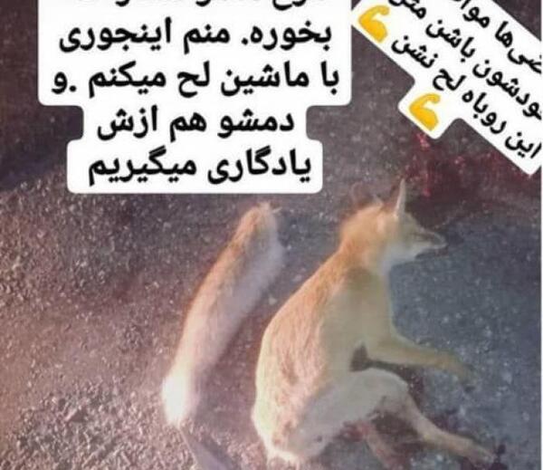 عکس روباه زخمی