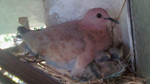 عکس بچه قمری