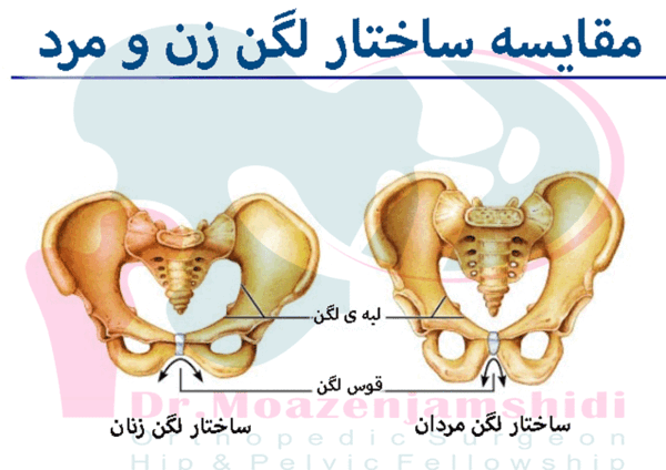 عکس و تصویر لگن انسان