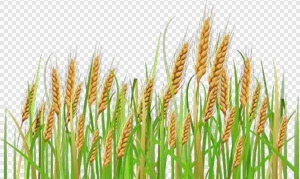 عکس گندم زار کارتونی