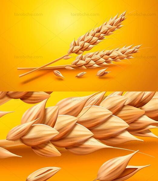 عکس گندم زار کارتونی