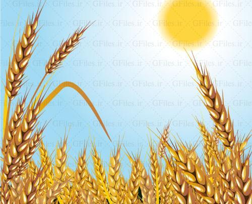عکس گندم زار کارتونی