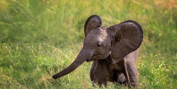 عکس بچه فیل خوشگل