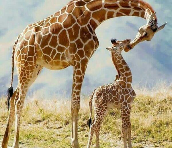 عکس نقاشی صورت زرافه