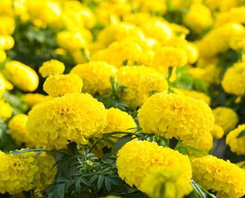 عکس جعفری فرانسوی