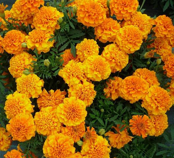 عکس جعفری فرانسوی