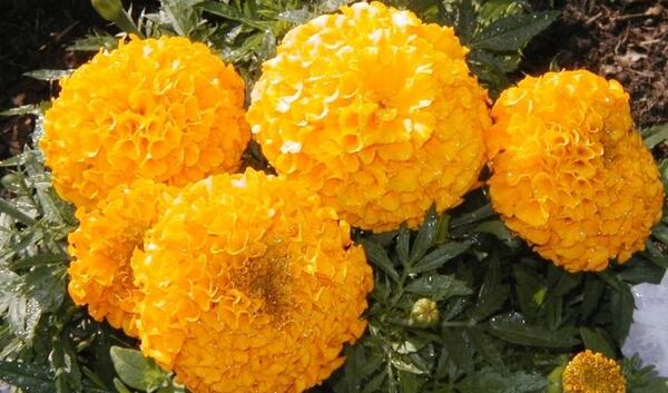 عکس جعفری فرانسوی