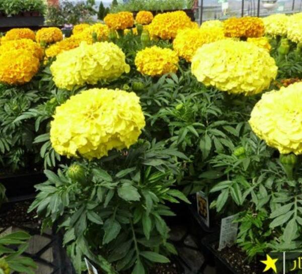 عکس جعفری فرانسوی