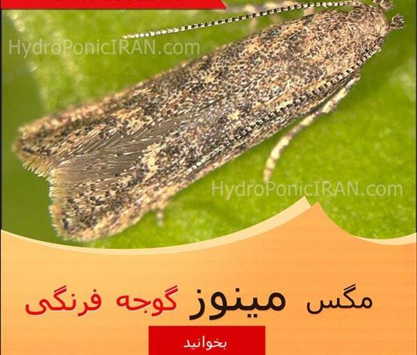 عکس پشه مینوز