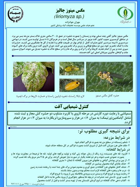 عکس پشه مینوز
