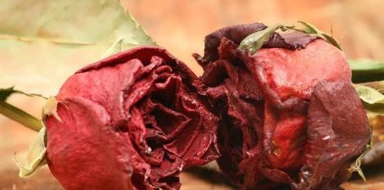 عکس گل شکسته