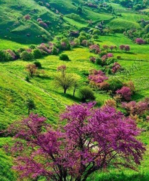 عکس میدان ارغوان ایلام