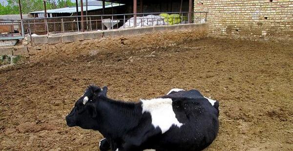 عکس گاو خانگی