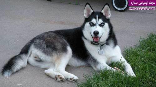 عکس سگ هاسکی زیبا