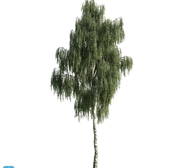 دانلود عکس درخت بید مجنون