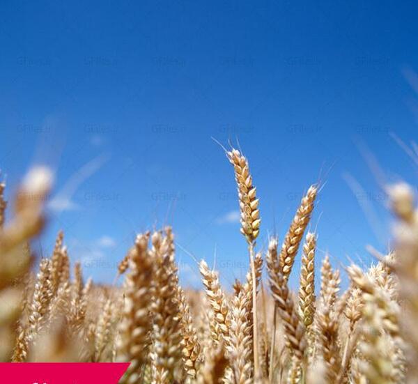 عکس گندم زار با آسمان