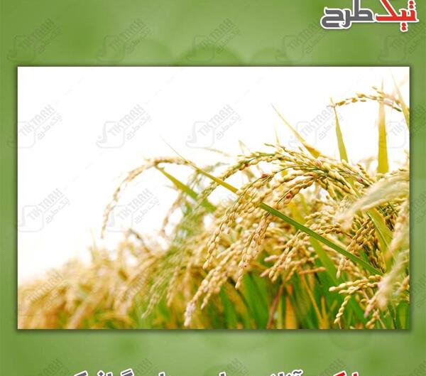 عکس وکتور خوشه برنج
