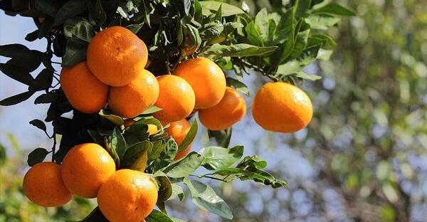 عکس نوشته پاییز مال عاشقاست ما فقط نارنگی میخوریم