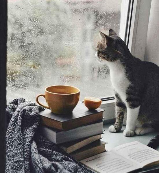 عکس پس زمینه کتاب