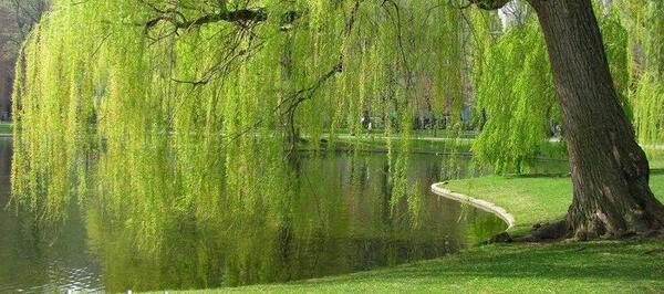 عکس از درخت بید مجنون