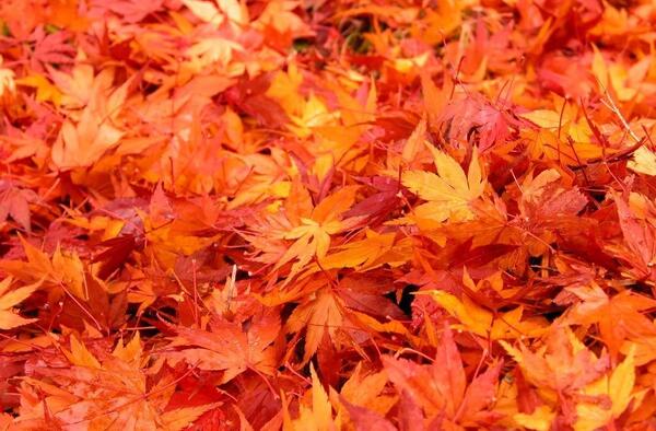 عکس برگ ها پاییزی