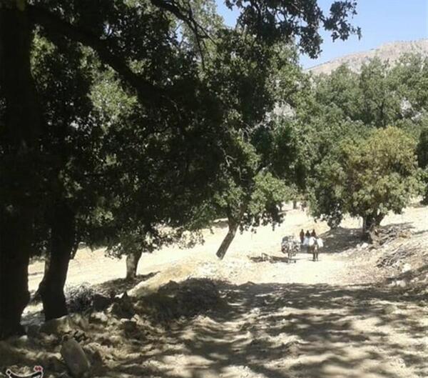عکس درخت بید انجیر