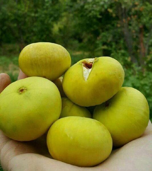 عکس درخت بید انجیر