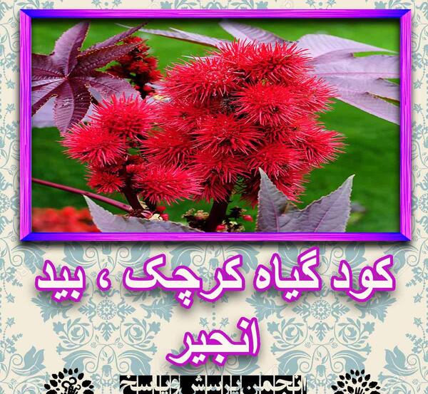 عکس درخت بید انجیر