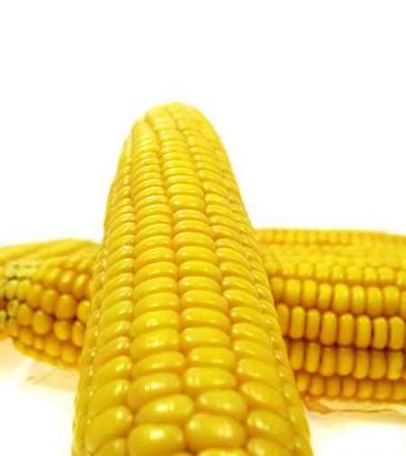 عکس پس زمینه ذرت