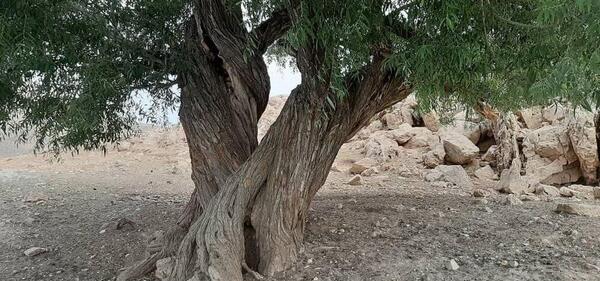 عکس درخت بید سفید