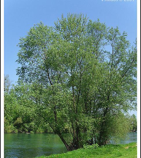 عکس درخت بید سفید
