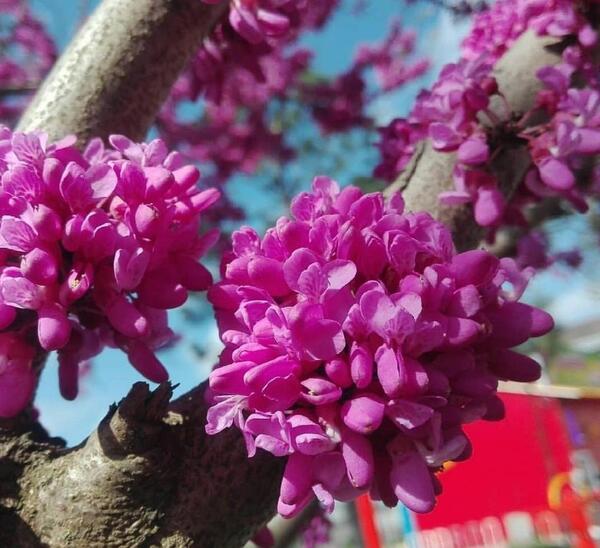 عکس پروفایل گل ارغوان