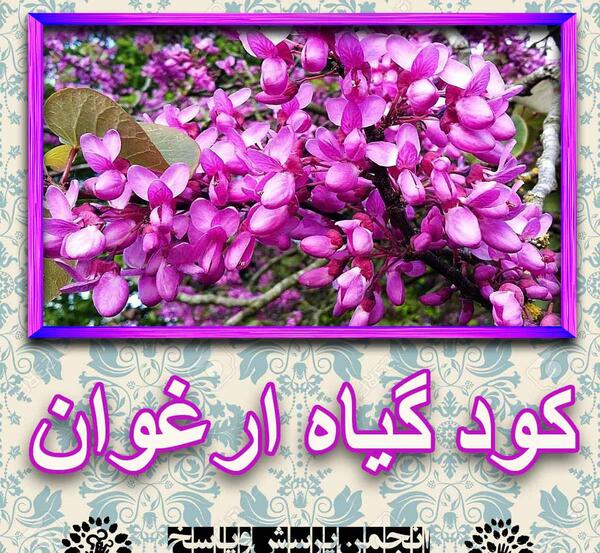 عکس پروفایل گل ارغوان