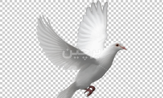 عکس png کبوتر