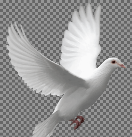عکس png کبوتر