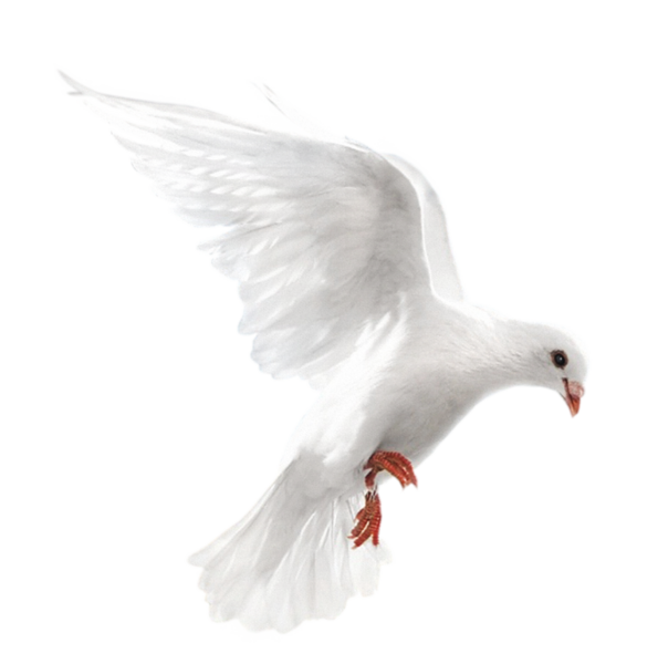 عکس png کبوتر