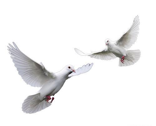 عکس png کبوتر
