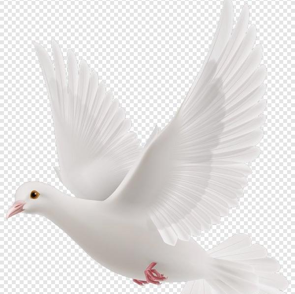 عکس png کبوتر