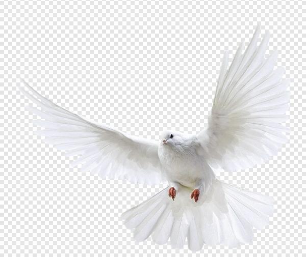 عکس png کبوتر