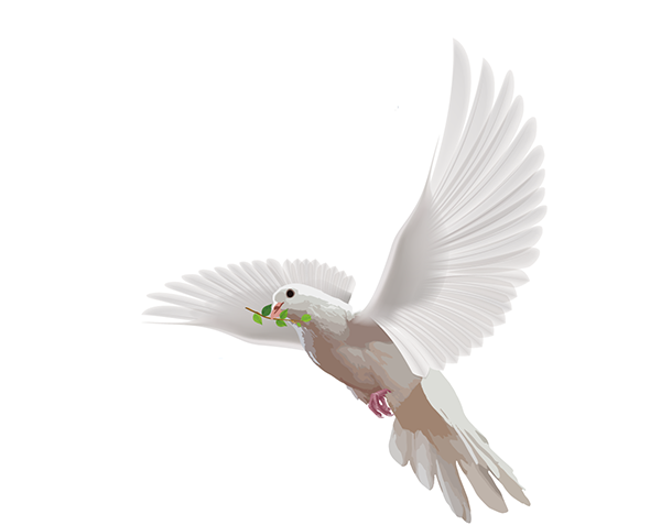 عکس png کبوتر