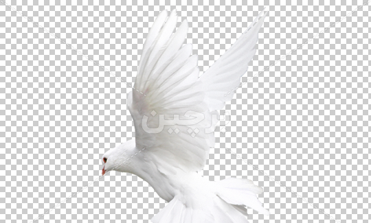 عکس png کبوتر