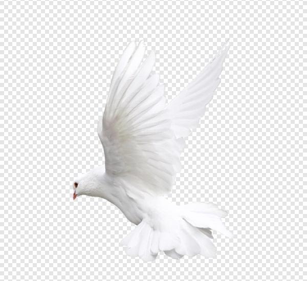 عکس png کبوتر