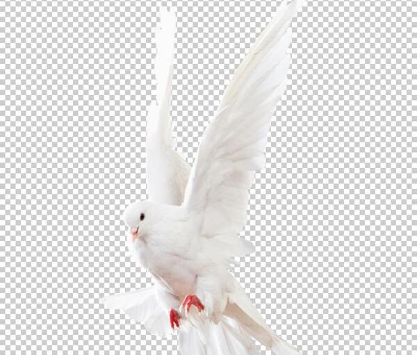 عکس png کبوتر