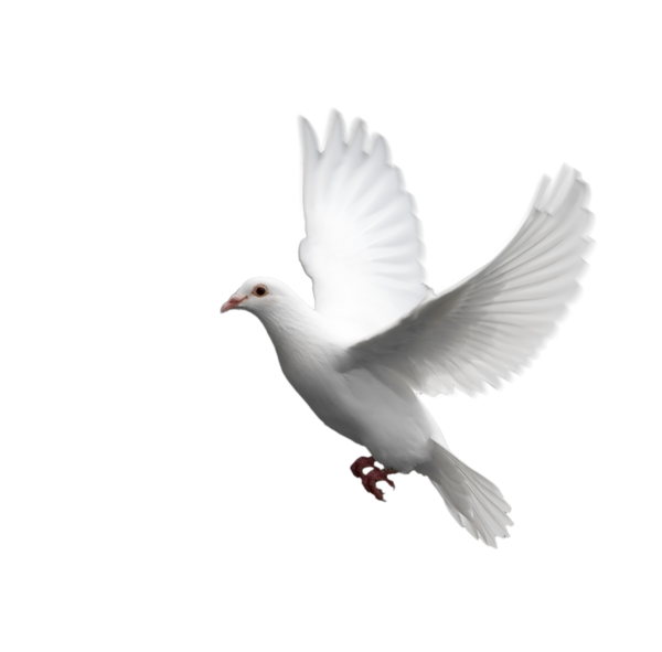 عکس png کبوتر
