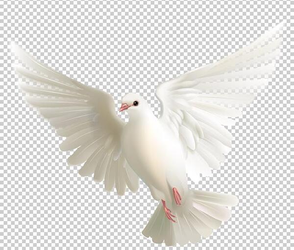 عکس png کبوتر