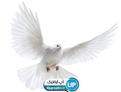 عکس png کبوتر